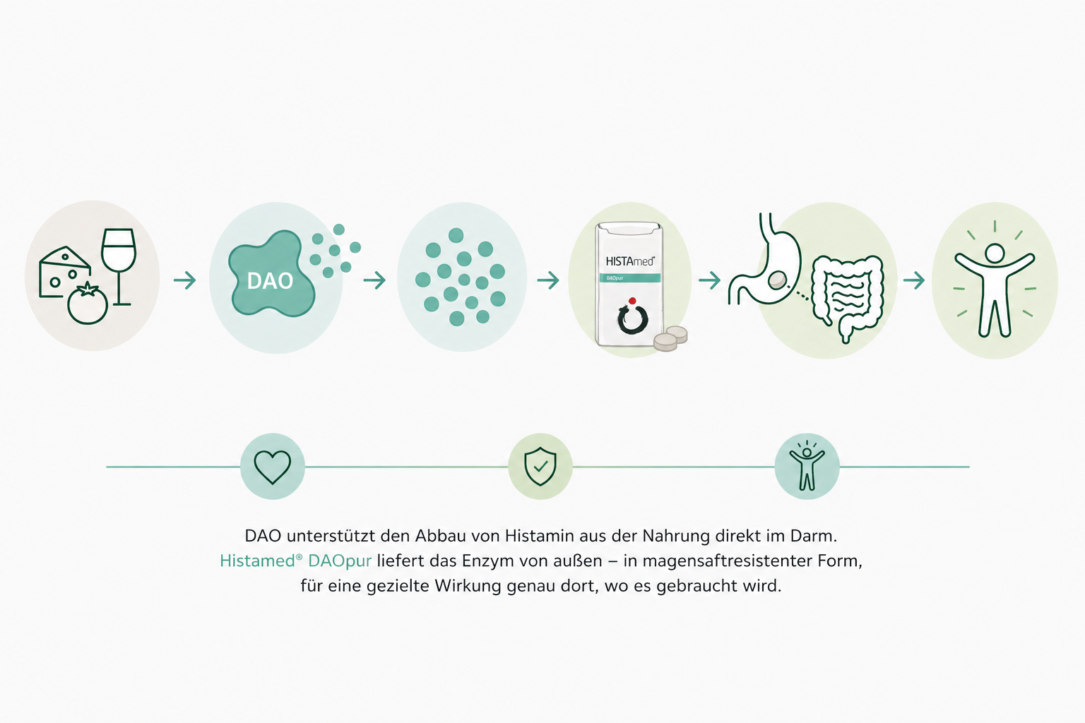 INfografik zur Wirkung von HIstamed DAOpur